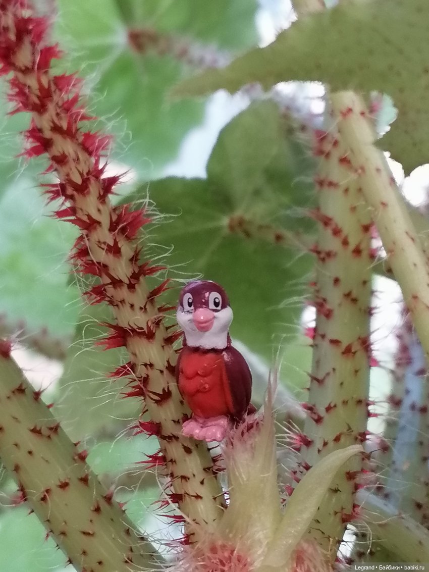 Лурения: Верхний сад - белочка, Стефан и Гюлиз | Бэйбики Лурения: Верхний сад - белочка, Стефан и Гюлиз