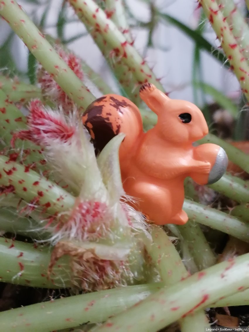 Лурения: Верхний сад - белочка, Стефан и Гюлиз | Бэйбики Лурения: Верхний сад - белочка, Стефан и Гюлиз (фото 6)