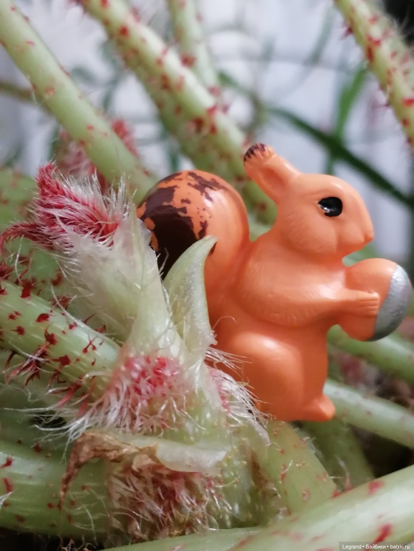 Лурения: Верхний сад - белочка, Стефан и Гюлиз | Бэйбики Лурения: Верхний сад - белочка, Стефан и Гюлиз (фото 7)