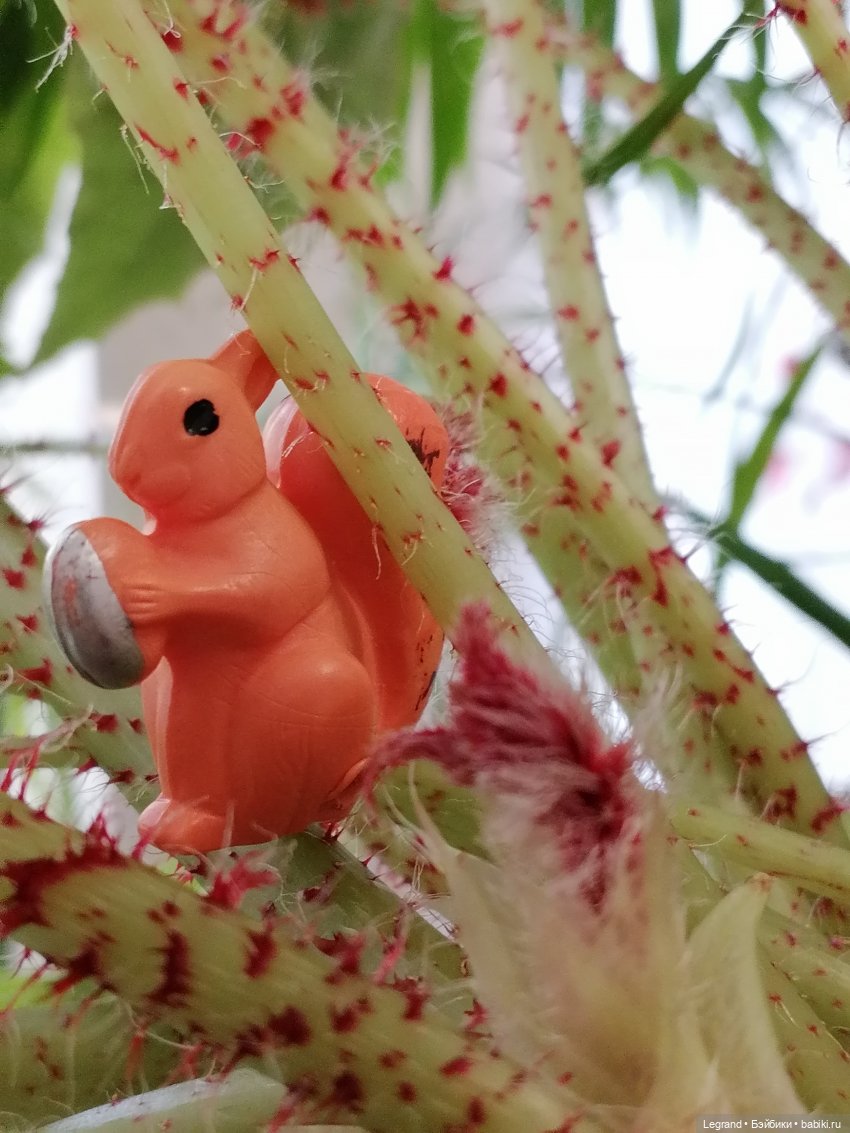 Лурения: Верхний сад - белочка, Стефан и Гюлиз | Бэйбики Лурения: Верхний сад - белочка, Стефан и Гюлиз