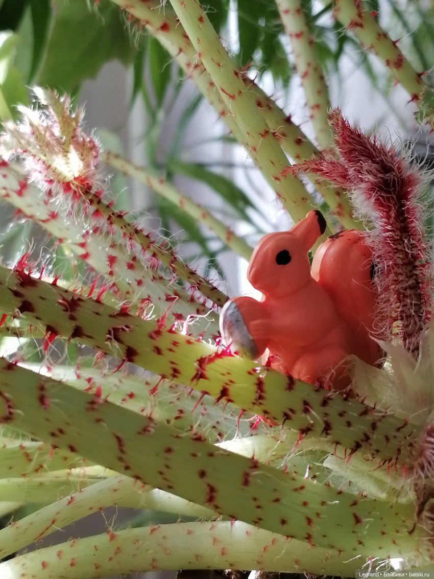 Лурения: прогулки питомцев