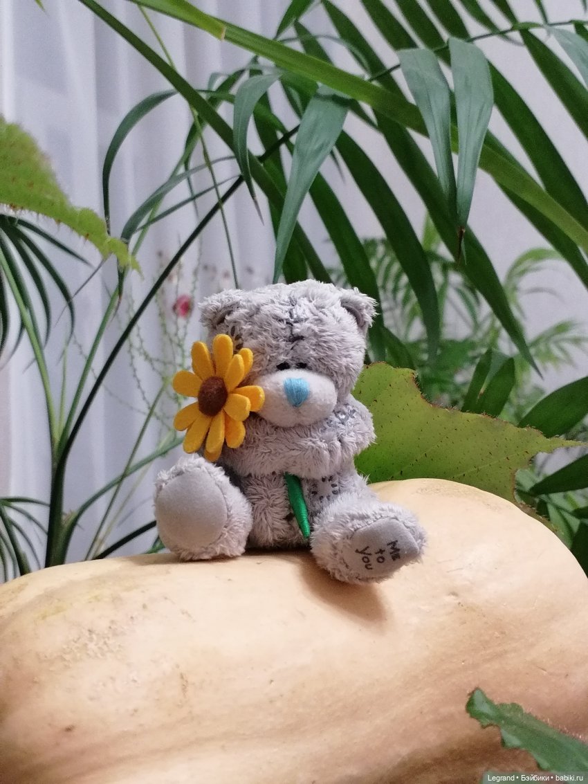Из жизни моих мишек: тыква, зелень, медвежата🤗 (фото 4)
