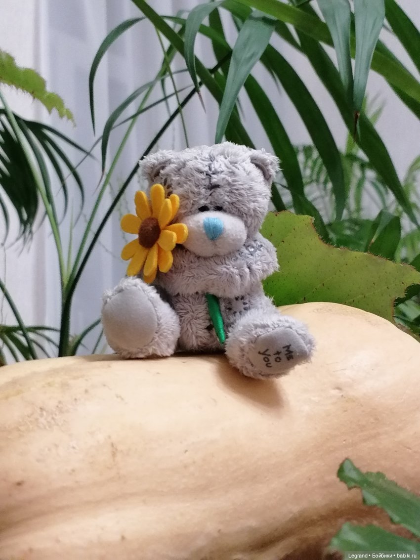 Из жизни моих мишек: тыква, зелень, медвежата🤗 (фото 8)