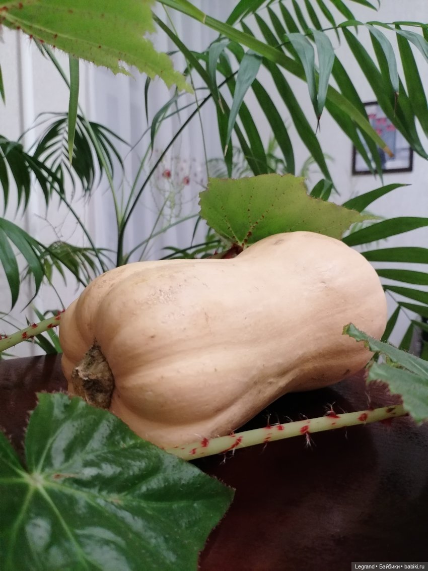 Из жизни моих мишек: тыква, зелень, медвежата🤗