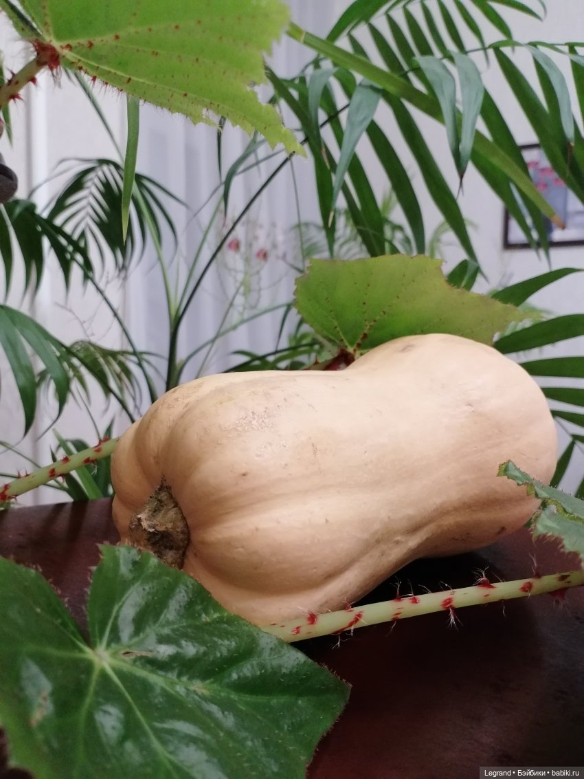 Из жизни моих мишек: тыква, зелень, медвежата🤗 (фото 3)