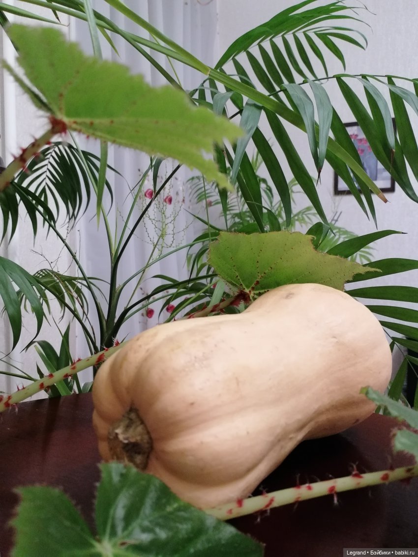 Из жизни моих мишек: тыква, зелень, медвежата🤗 (фото 2)