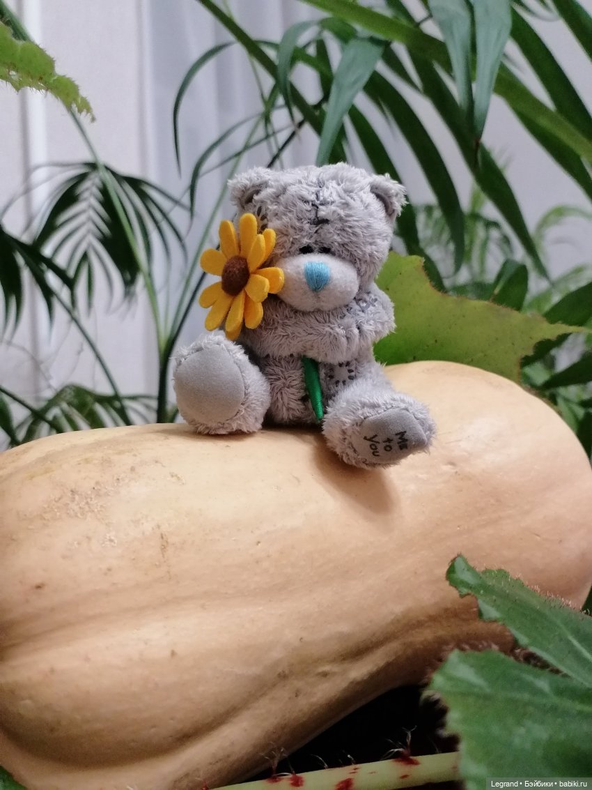 Из жизни моих мишек: тыква, зелень, медвежата🤗 (фото 7)