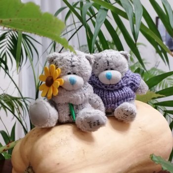 Из жизни моих мишек: тыква, зелень, медвежата🤗