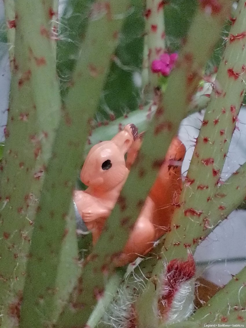 Лурения: прогулки питомцев