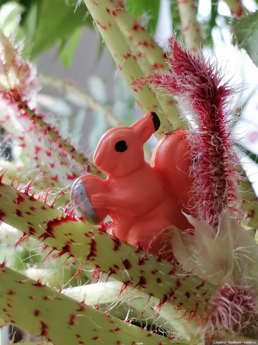 Лурения: прогулки питомцев