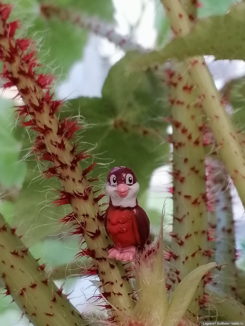 Лурения: Утиные истории - Барин, утята и поиск жены