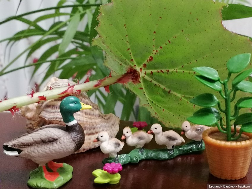 Лурения: Утиные истории - Барин, утята и поиск жены (фото 2)