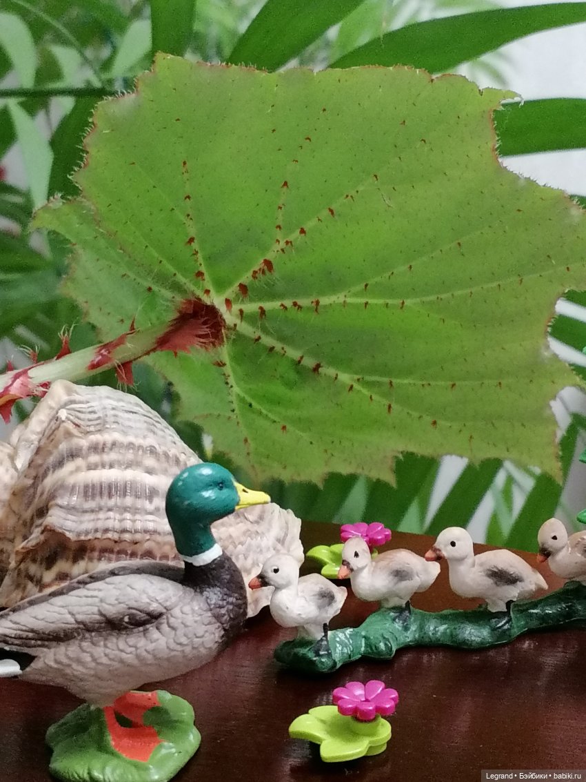 Лурения: Утиные истории - Барин, утята и поиск жены (фото 6)