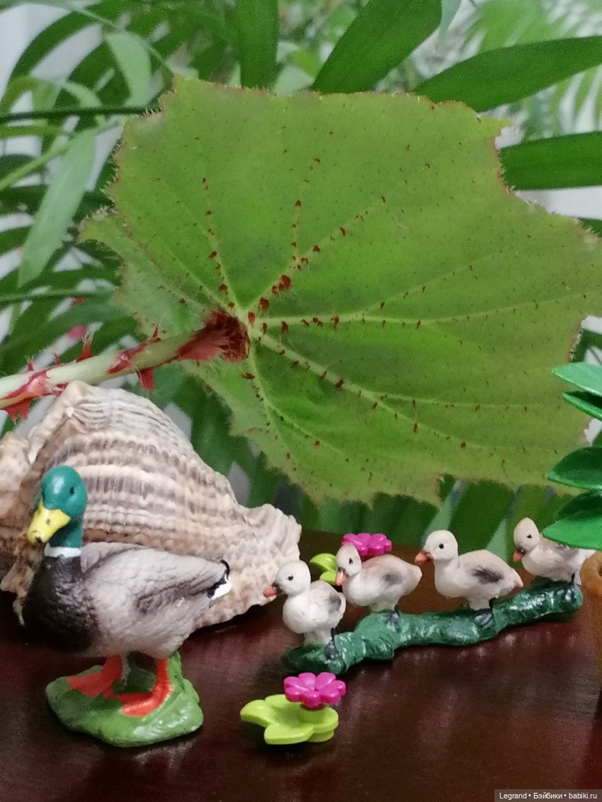 Лурения: Утиные истории - Барин, утята и поиск жены (фото 5)