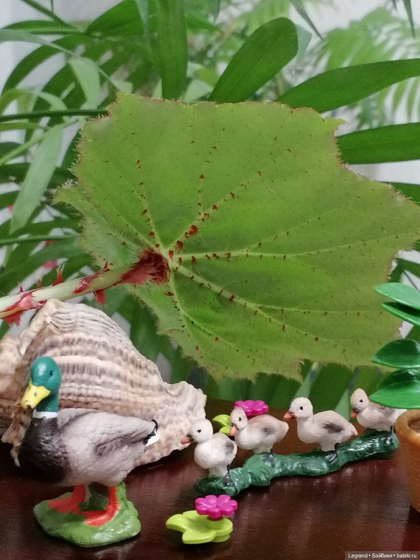 Лурения: Утиные истории - Барин, утята и поиск жены