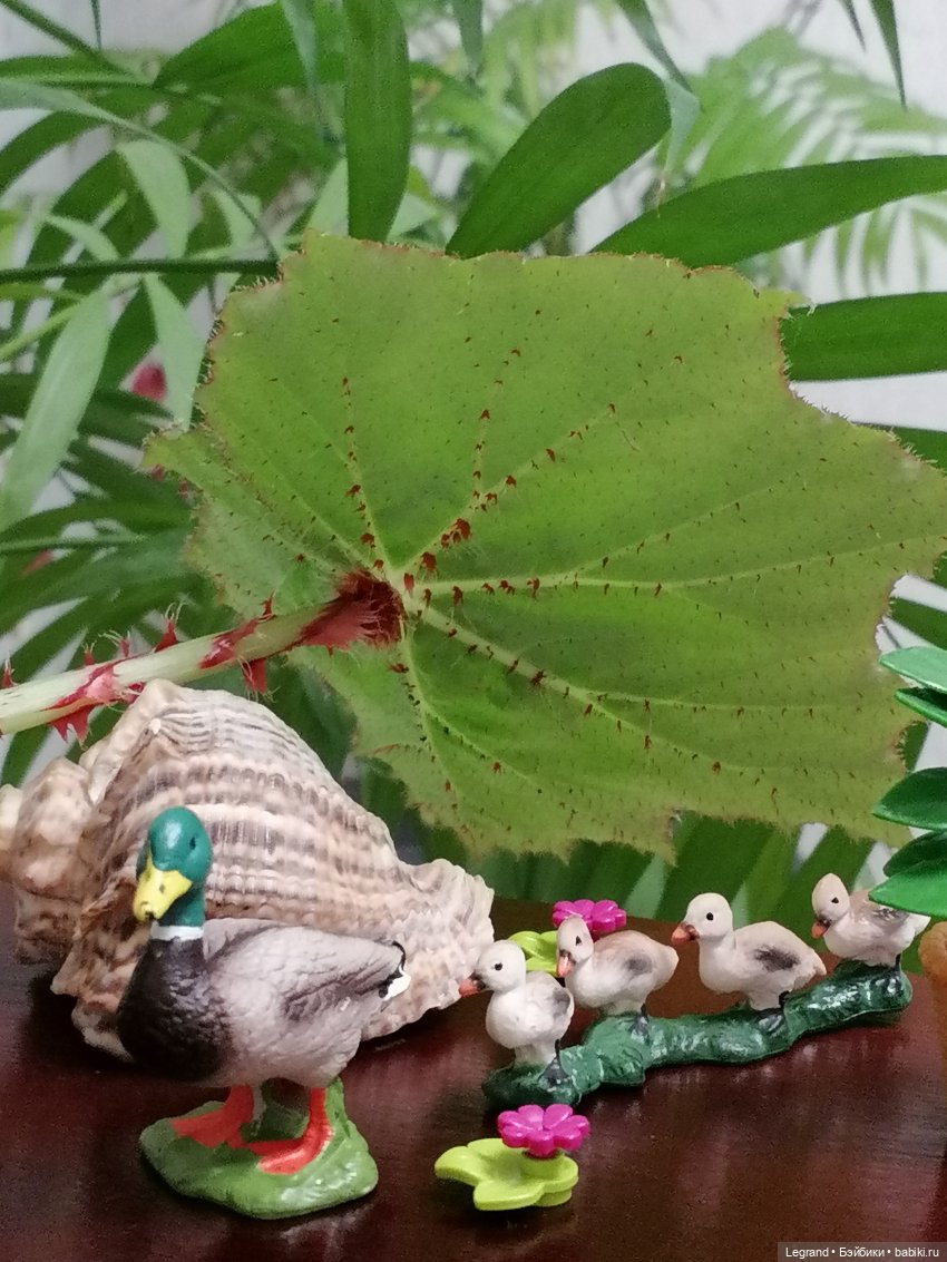 Лурения: Утиные истории - Барин, утята и поиск жены (фото 4)