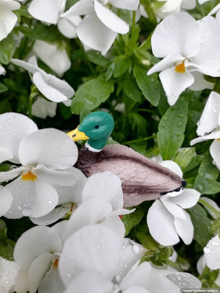 Лурения: Утиные истории - Барин, утята и поиск жены