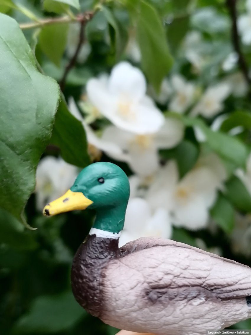 Лурения: Утиные истории - Барин, утята и поиск жены