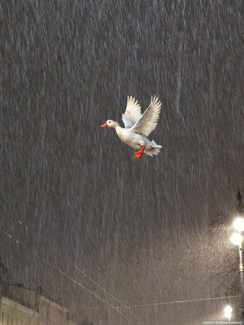 Лурения: Утиные истории - Разговор с Барином (фото 4)