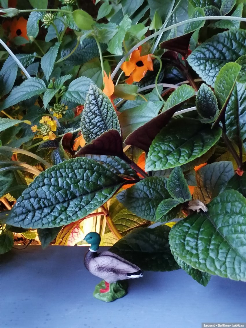 Лурения: Утиные истории - Барин, утята и поиск жены