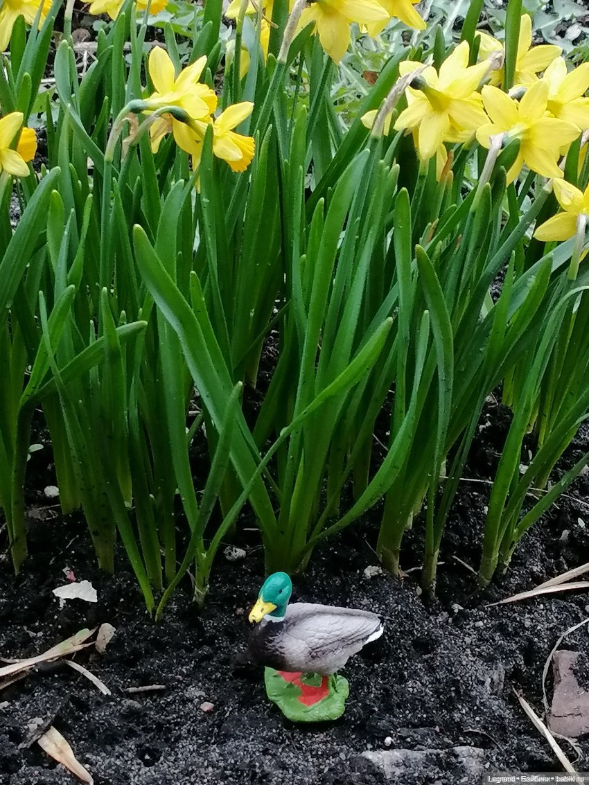 Лурения: Утиные истории - Барин, утята и поиск жены