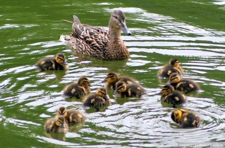 Лурения: Утиные истории - Радостная новость