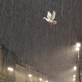 Лурения: Утиные истории - Разговор с Барином