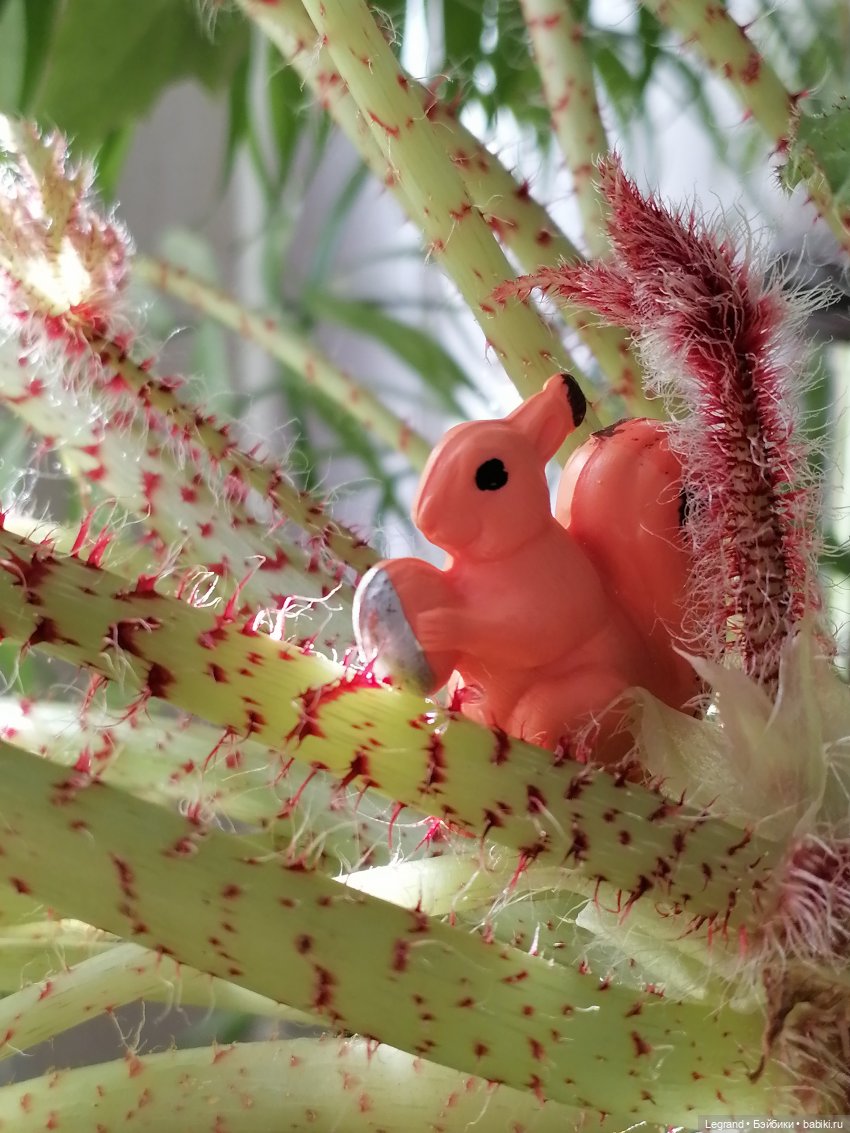 Лурения: новые белочки — Коллекционные фигурки (разное): животные (фото 2)