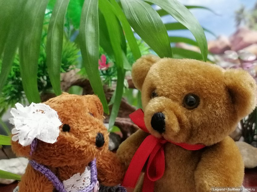 Из жизни моих мишек: Мишель, Гюлиз и белки