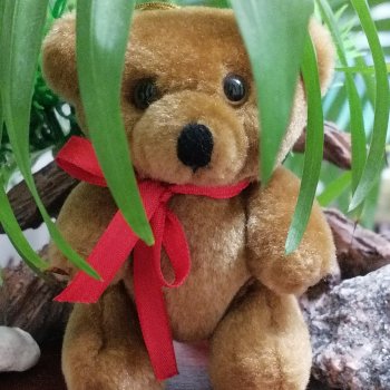 Из жизни моих мишек: Мишель, Гюлиз и белки