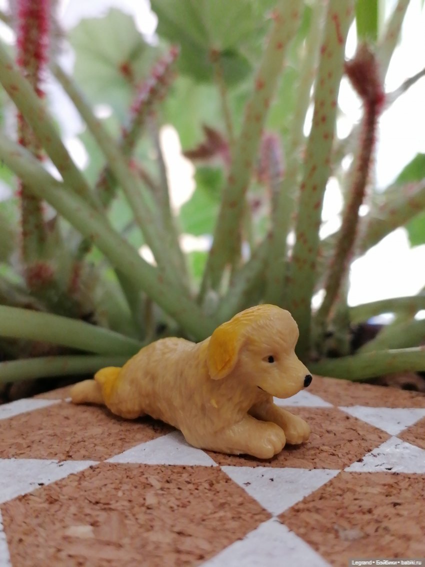 Лурения: Абрикос и Манго на прогулке🌴