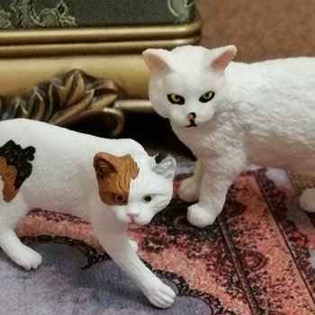 Лурения: Amore и другие кошачьи🤗