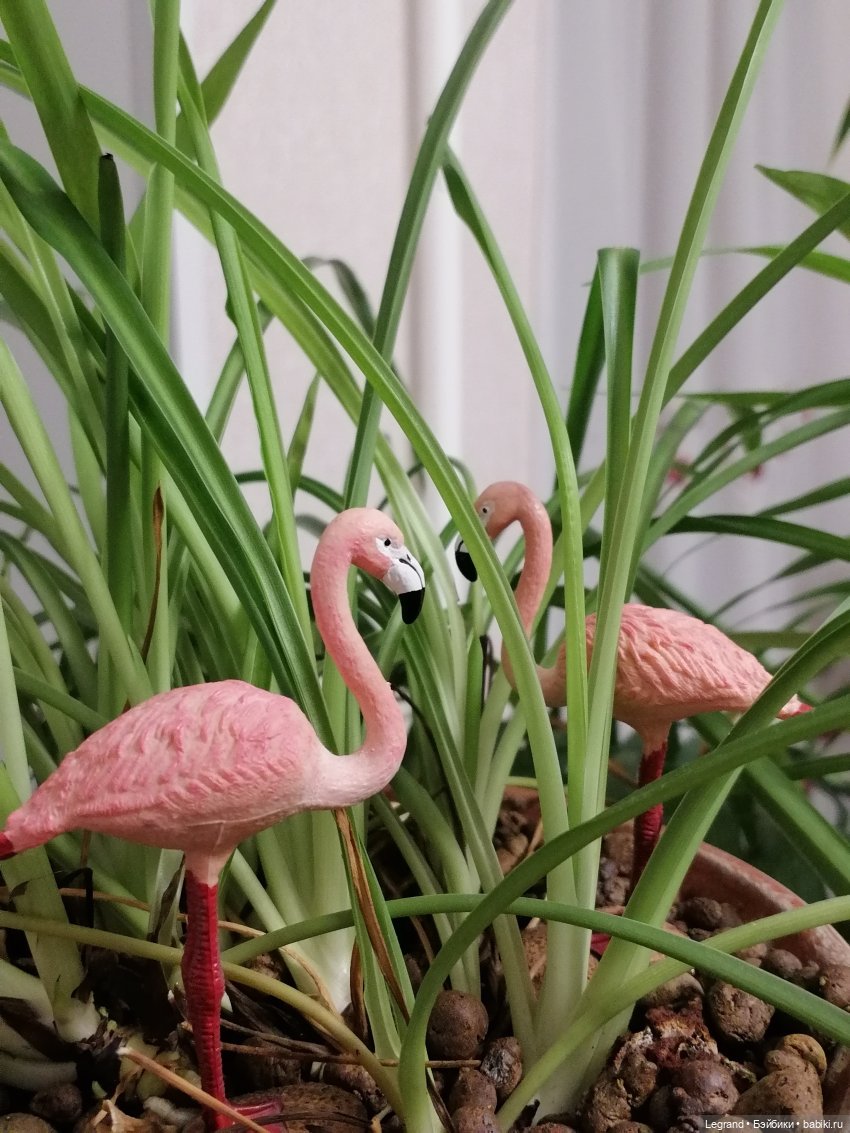 Лурения: Верхний сад - фламинго (фото 4)