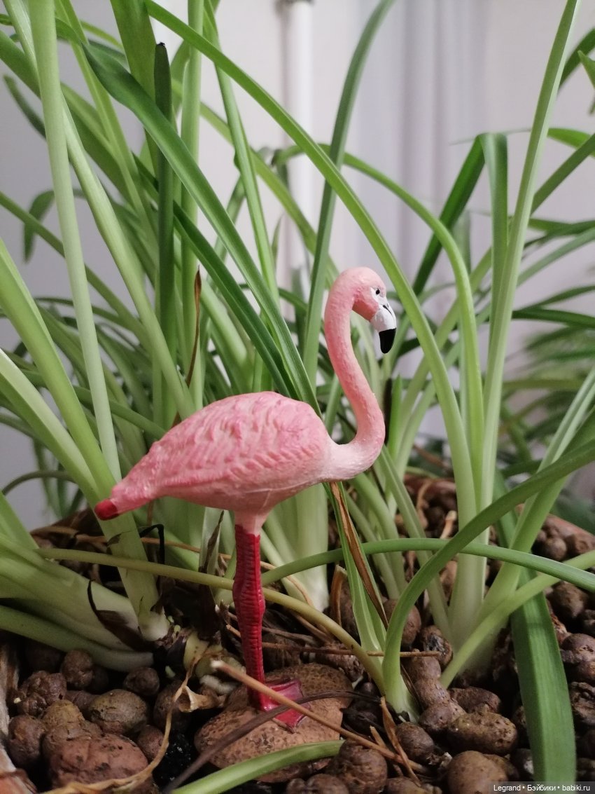 Лурения: Верхний сад - фламинго (фото 3)