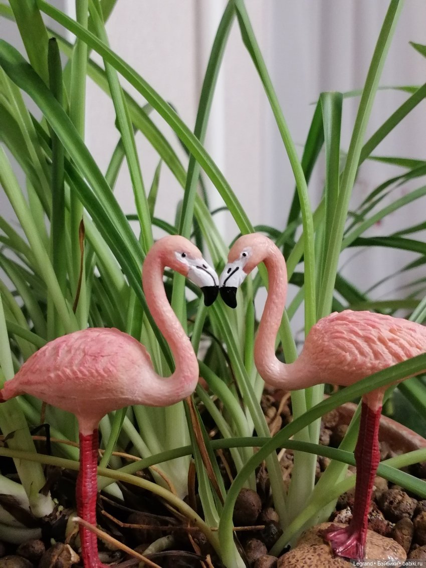 Лурения: Верхний сад - фламинго (фото 10)