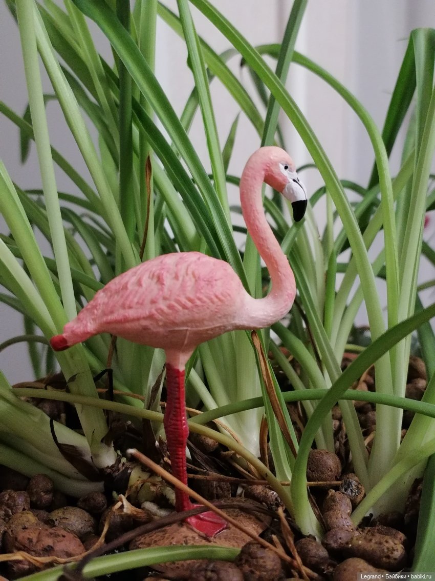 Лурения: Верхний сад - фламинго (фото 2)