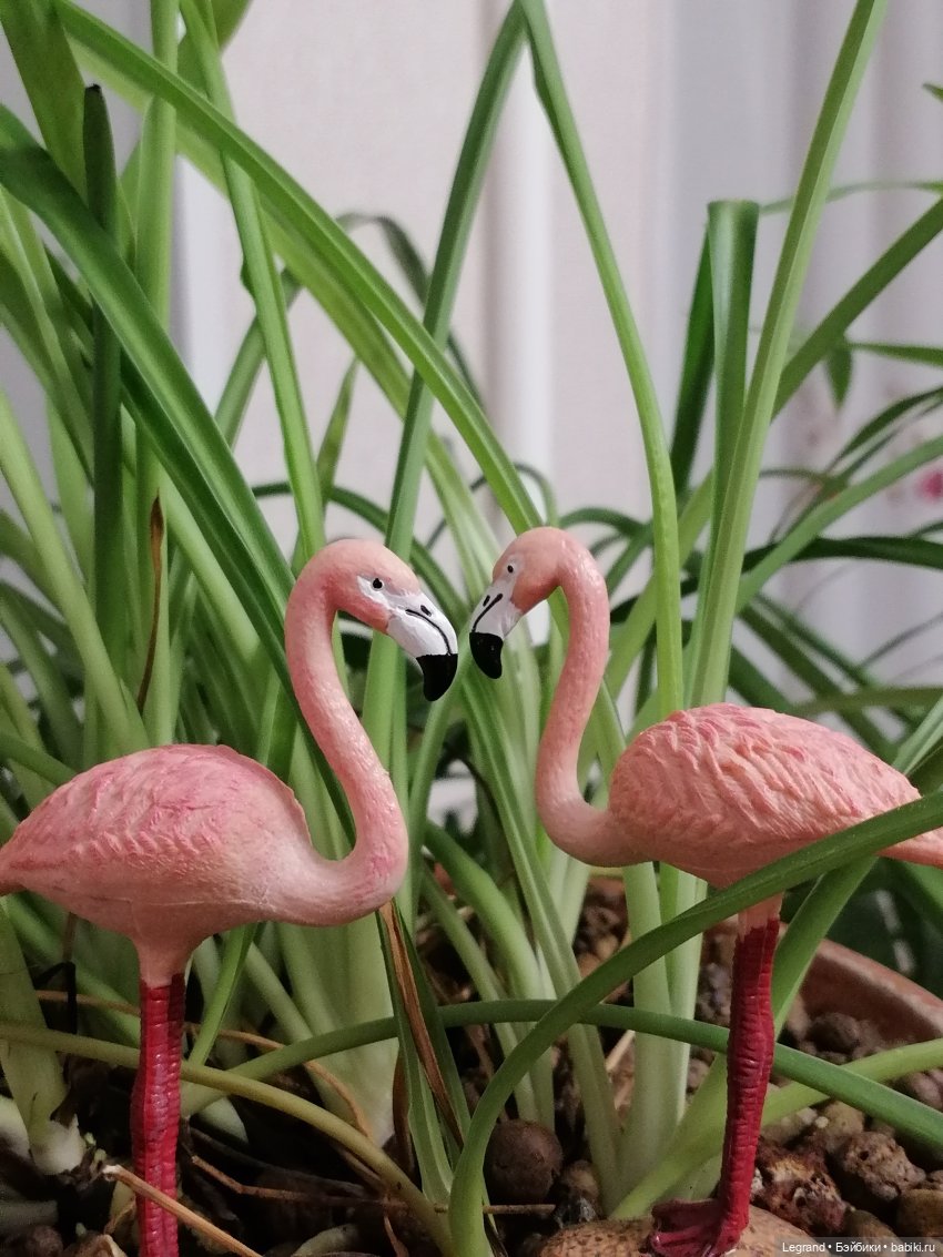 Лурения: Верхний сад - фламинго (фото 5)