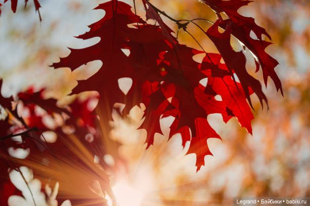 Нездешний цветок. Стихи Жак-Анжа | Бэйбики Нездешний цветок. Стихи Жак-Анжа (фото 10)