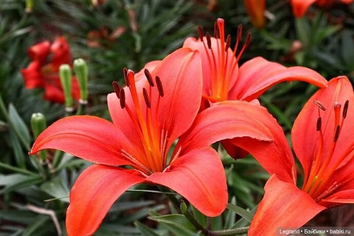 Нездешний цветок. Стихи Жак-Анжа | Бэйбики Нездешний цветок. Стихи Жак-Анжа (фото 7)