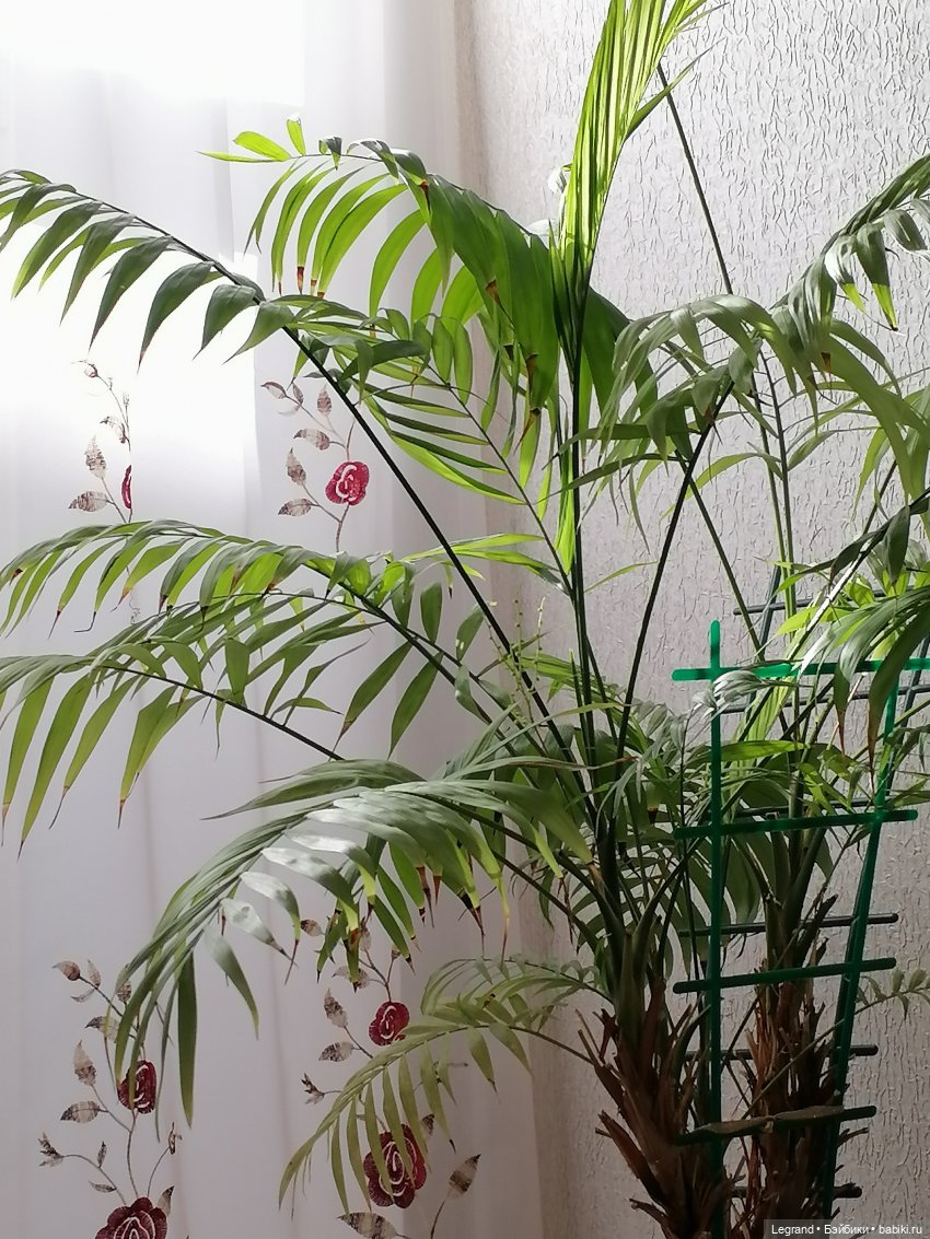 Из жизни моих мишек: Пембе в провинции Лурении🤗 | Бэйбики Из жизни моих мишек: Пембе в провинции Лурении🤗 (фото 10)