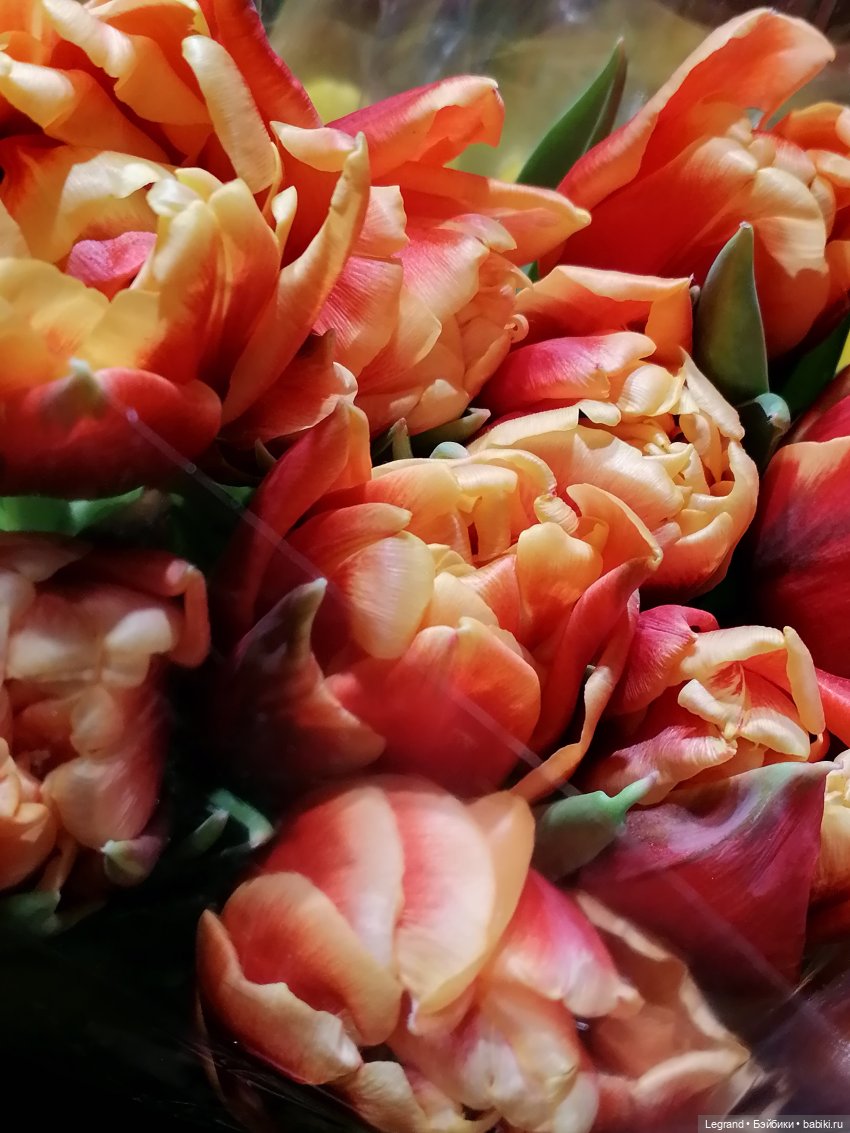 Санкт-Петербург: прогулка с Ванилькой | Бэйбики Санкт-Петербург: прогулка с Ванилькой