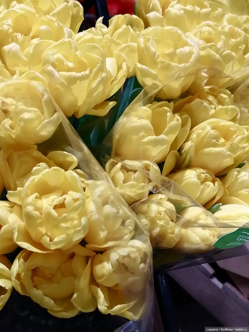 Санкт-Петербург: прогулка с Ванилькой | Бэйбики Санкт-Петербург: прогулка с Ванилькой