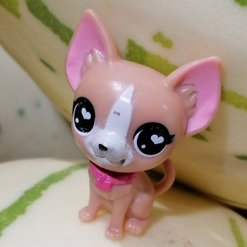 Санкт-Петербург: прогулка с Ванилькой