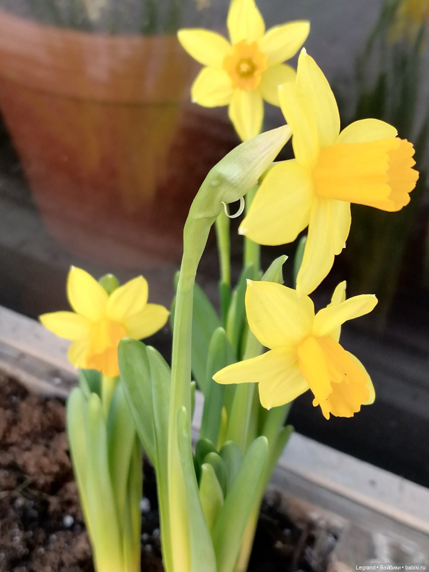 Они сами пишут свои истории: Гёнюль на вилле - виниловые пластинки