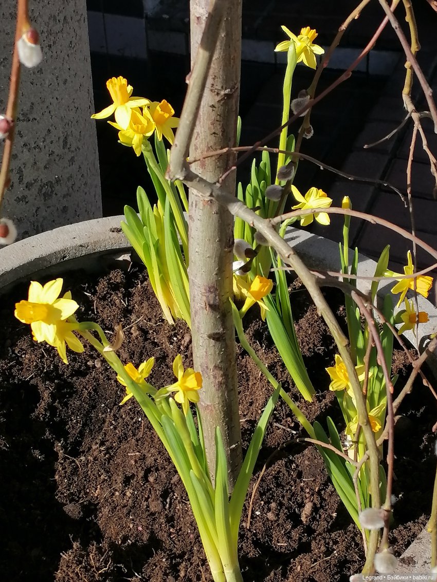 Они сами пишут свои истории: Гёнюль на вилле - виниловые пластинки