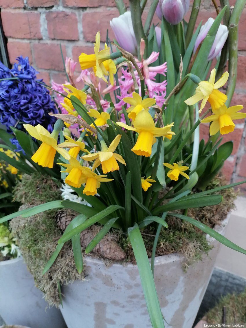 Разговор с Ванилькой🤗 — Интересные игрушки и фигурки (разное): редкие