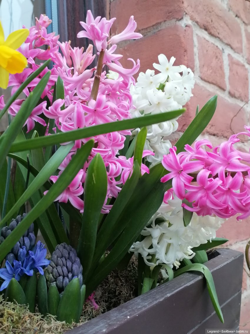 Разговор с Ванилькой🤗 — Интересные игрушки и фигурки (разное): редкие