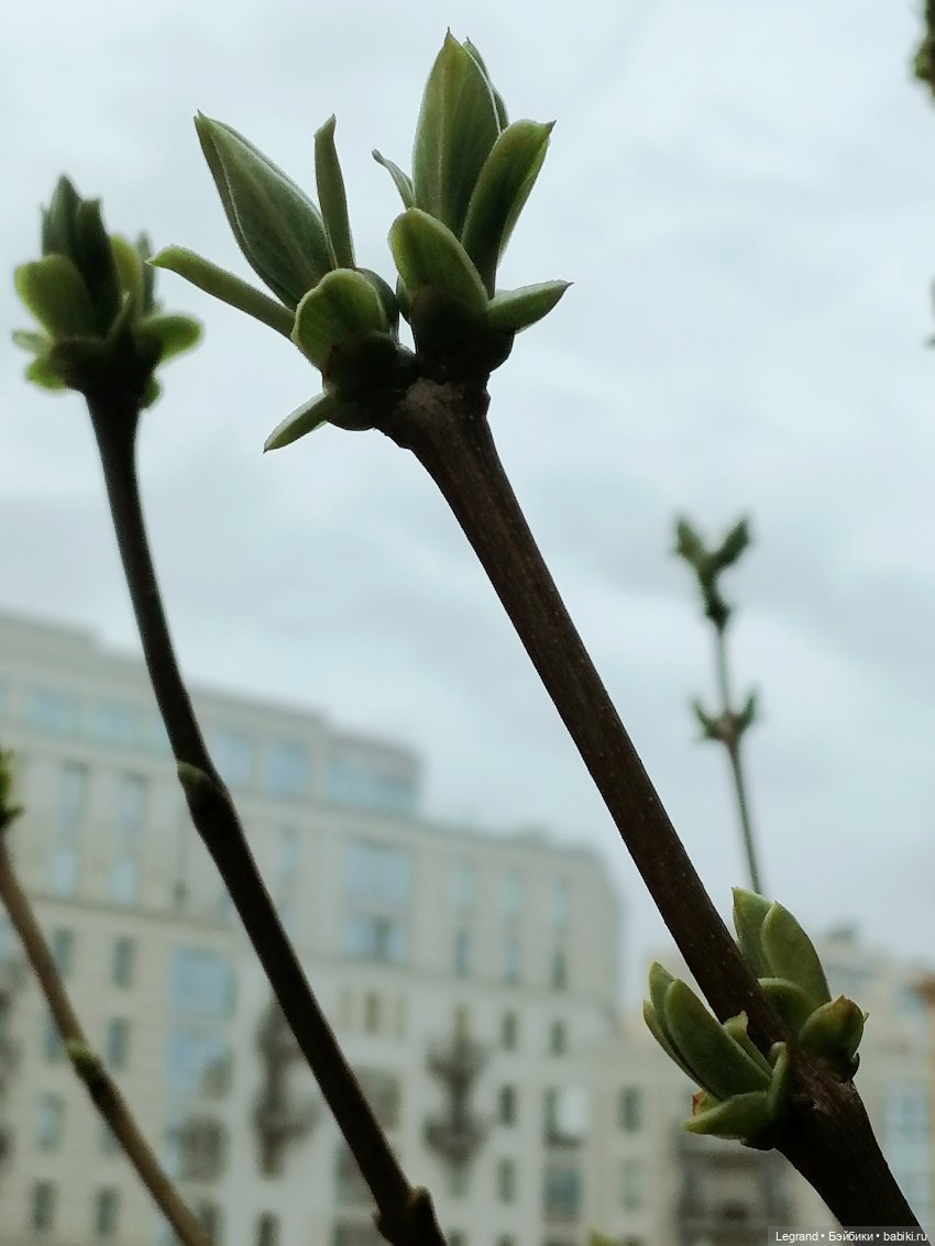 Разговор с Ванилькой🤗 — Интересные игрушки и фигурки (разное): редкие