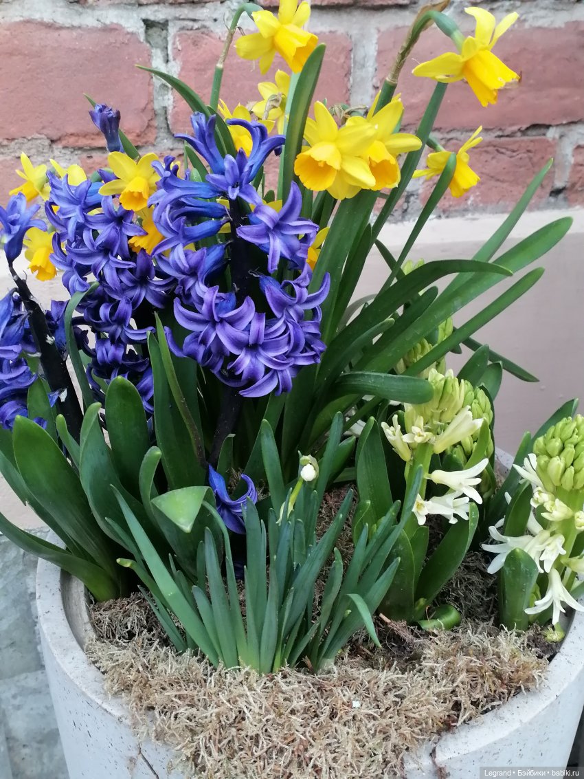 Разговор с Ванилькой🤗 — Интересные игрушки и фигурки (разное): редкие