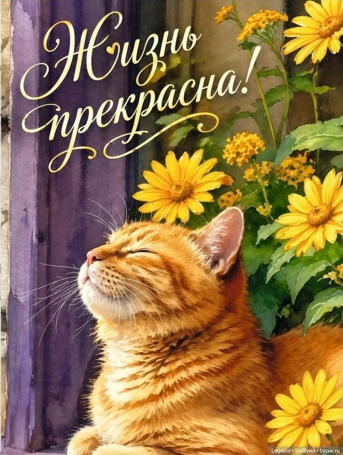 Где-то не здесь, в Городе котов и кошек...🤗